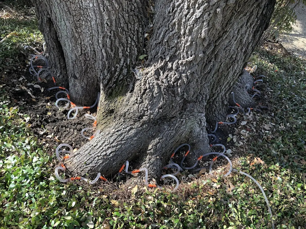 Detailed Tree Cabling and Bracing job site in Denair