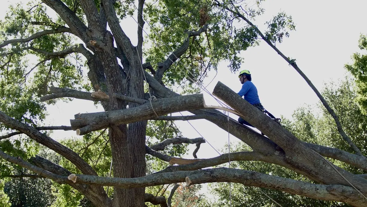 Professional Crown Thinning performed by certified arborists in Denair