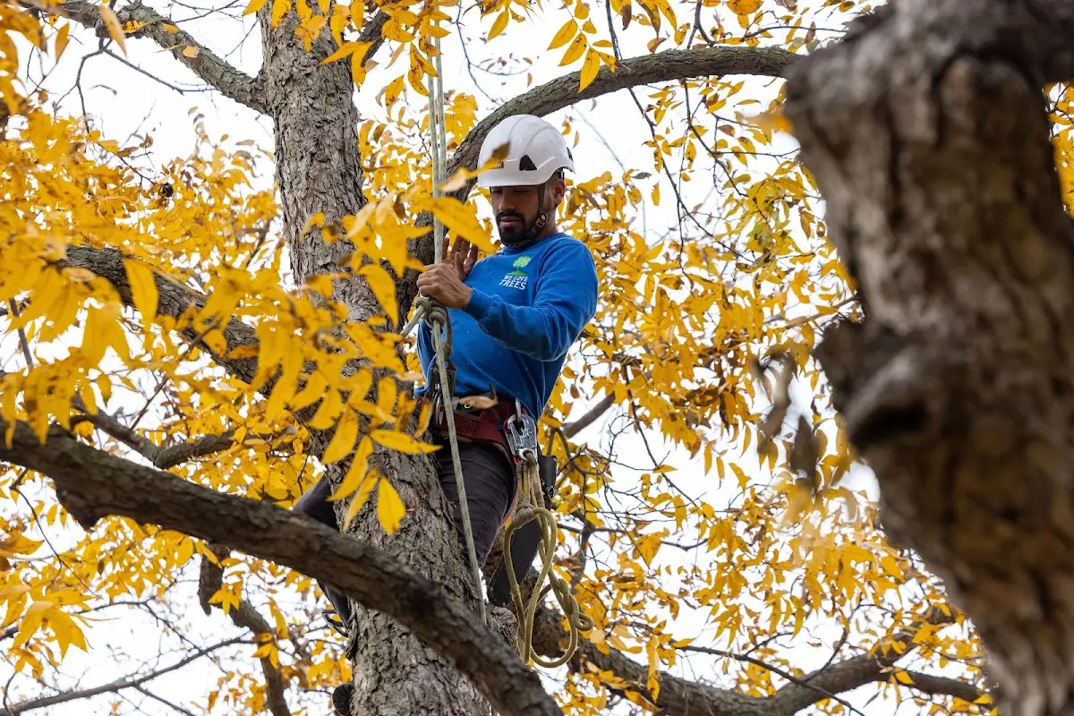 Skilled Tree Trimming crew working in Denair
